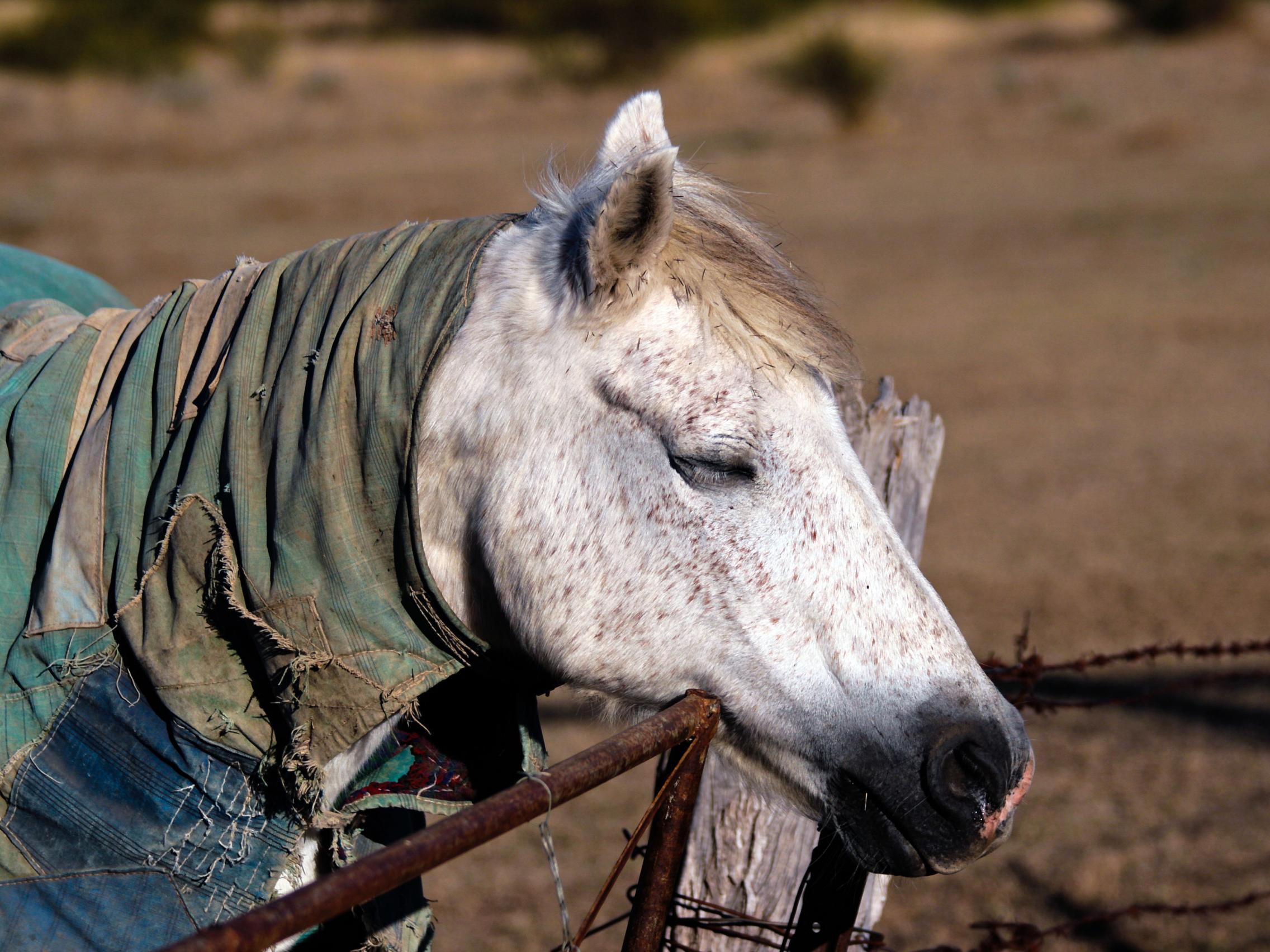 Horses can rest standing up or lying down. Flickr/Cowboy Dave, CC BY-ND 2.0