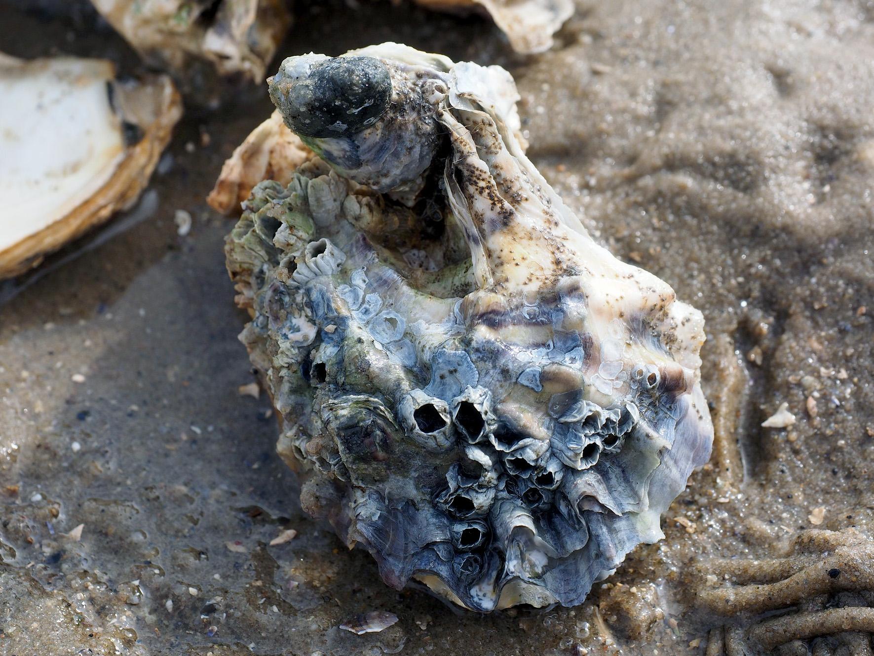 pacific oyster