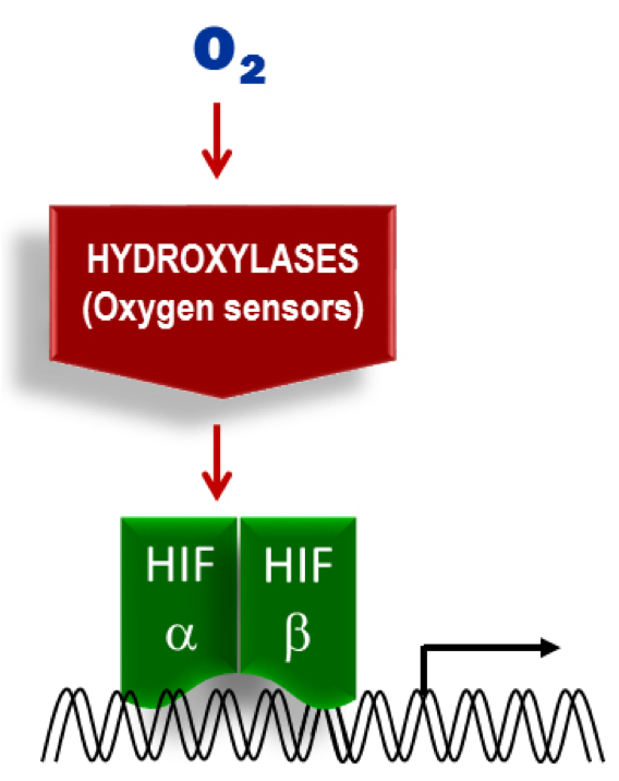 Decipher the specific roles of HIF1 and HIF2 in multiple myeloma.