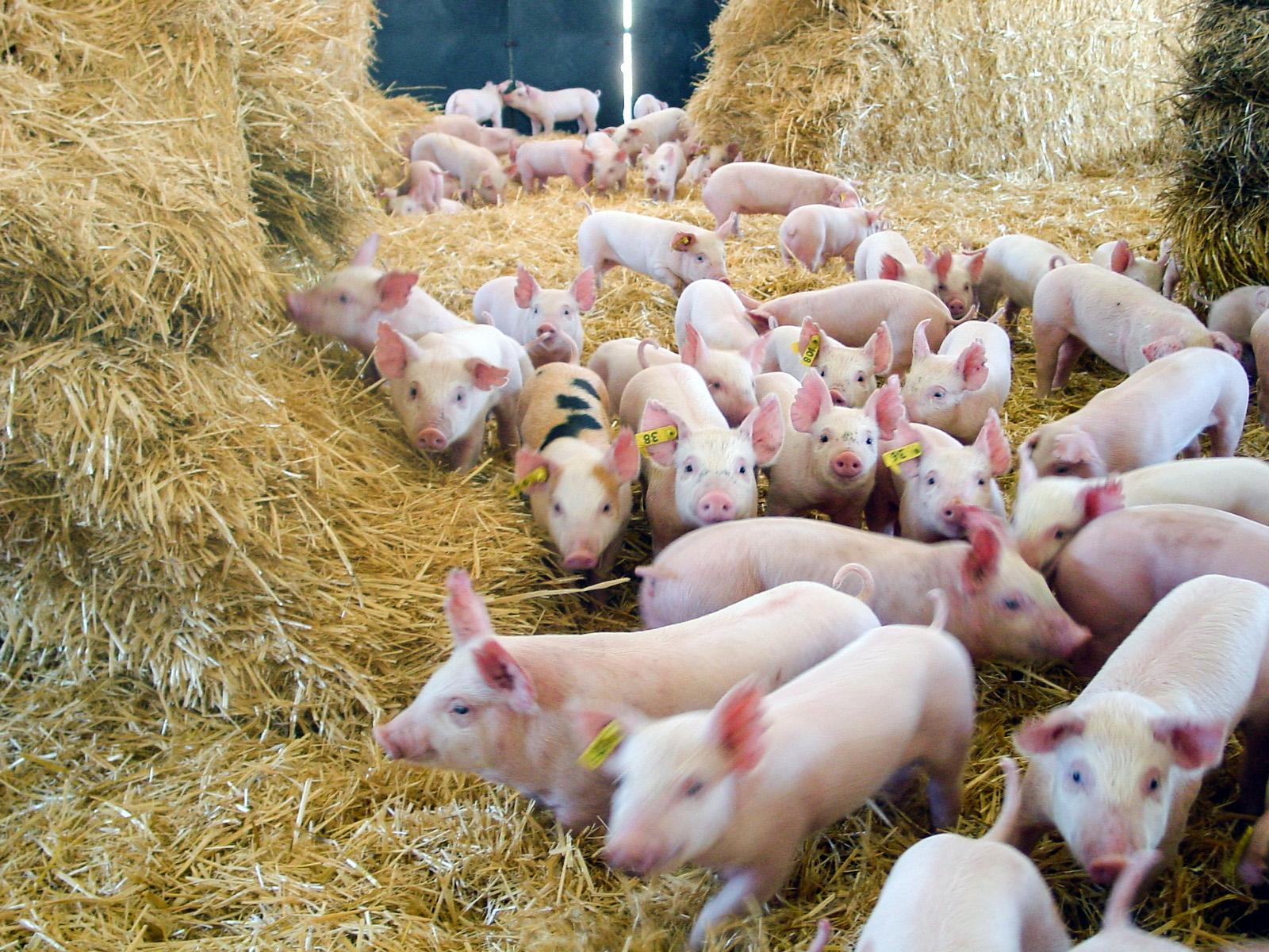 Piglets at Roseworthy campus
