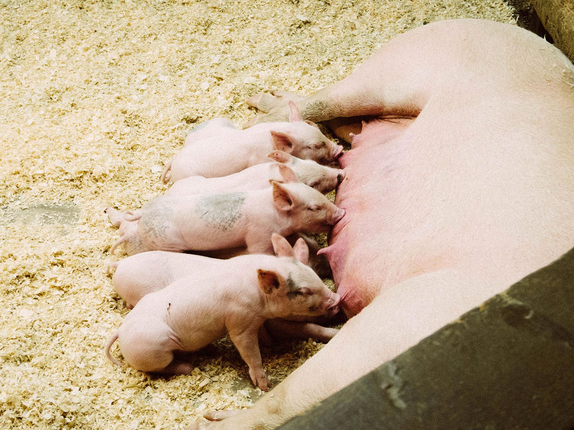 Piglets suckling