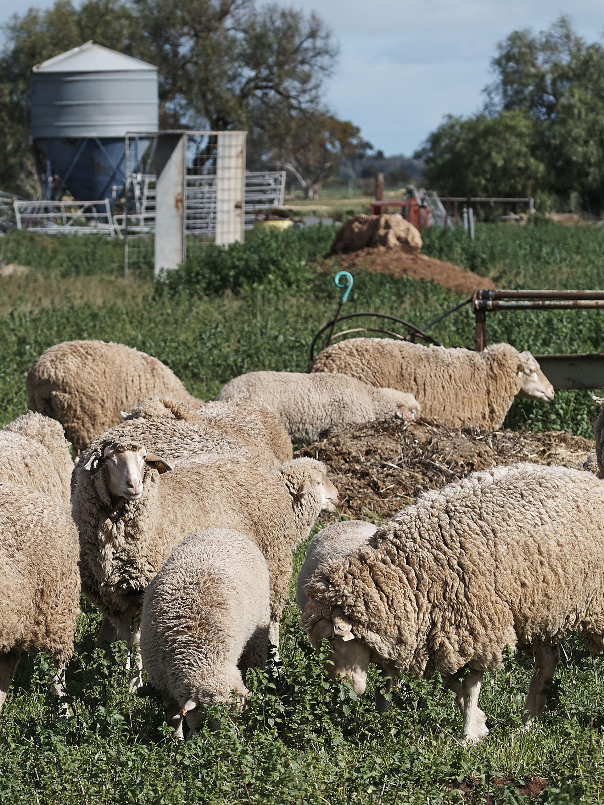 Sheep grazing, Roseworthy