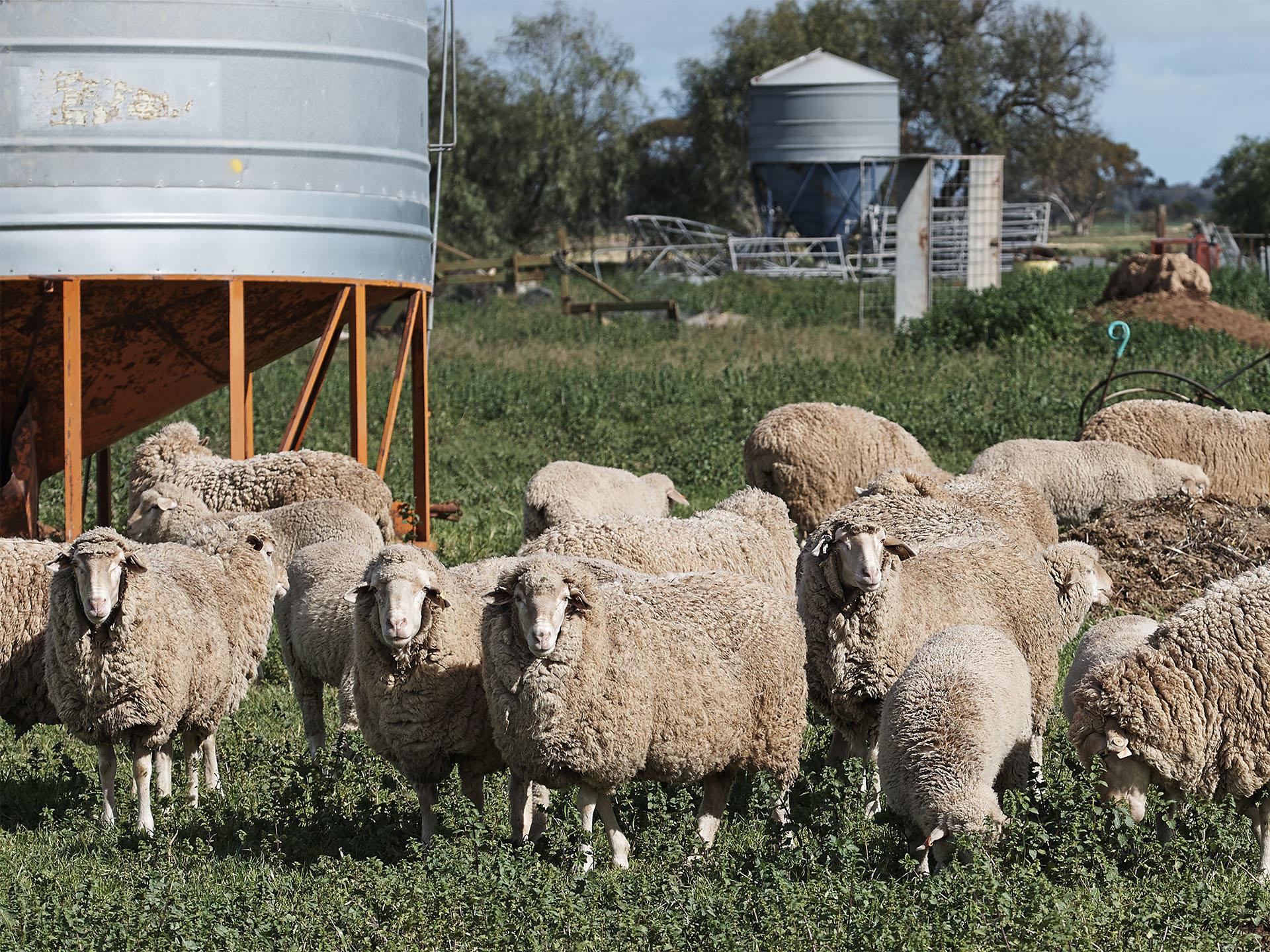 Sheep Roseworthy