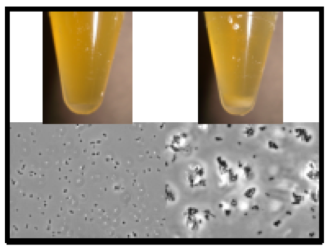 Stephen Kidd H. influenzae