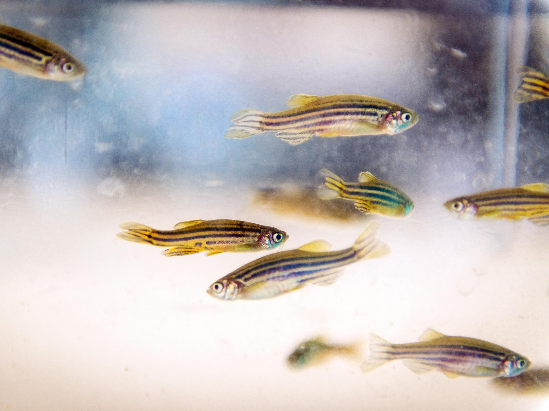 Zebrafish