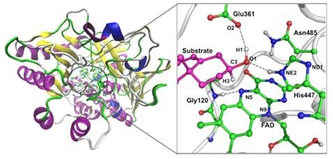 Enzymatic reaction mechanism of cholesterol oxidase