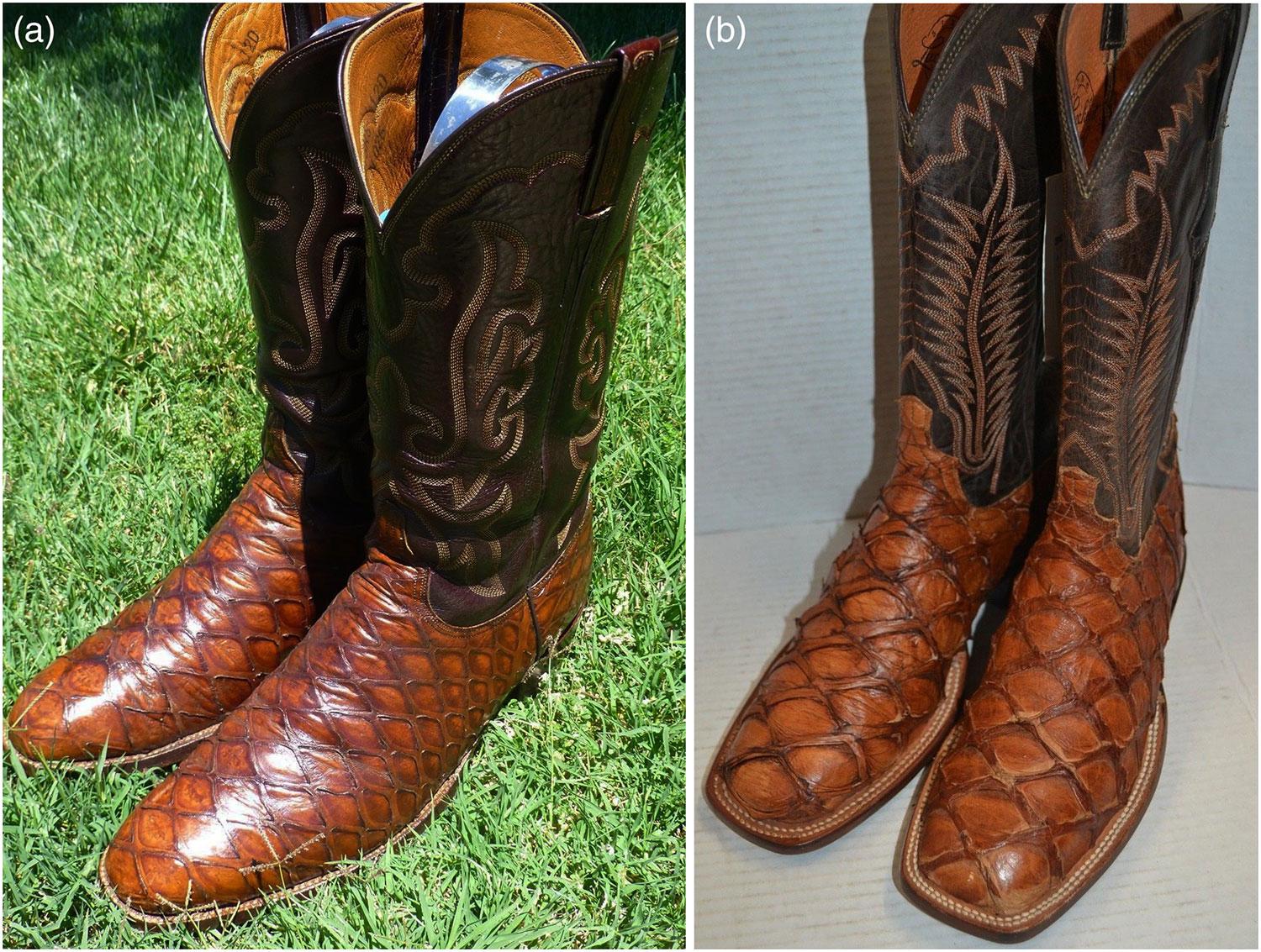 No yee-haw: What endangered creature are your cowboy boots made from? |  Faculty of Sciences, Engineering and Technology | University of Adelaide