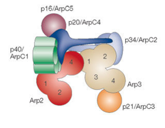 The Arp2/3 complex is one of the major protein complexes in actin polymerisation and cellular motility. 