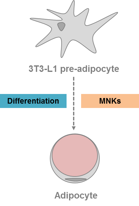 MNKs play a key role in promoting adipocyte differentiation and this will be explored using the 3T3-L1 system