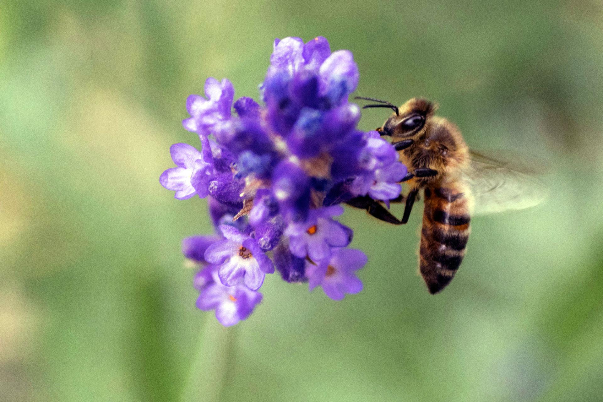 Honey bee