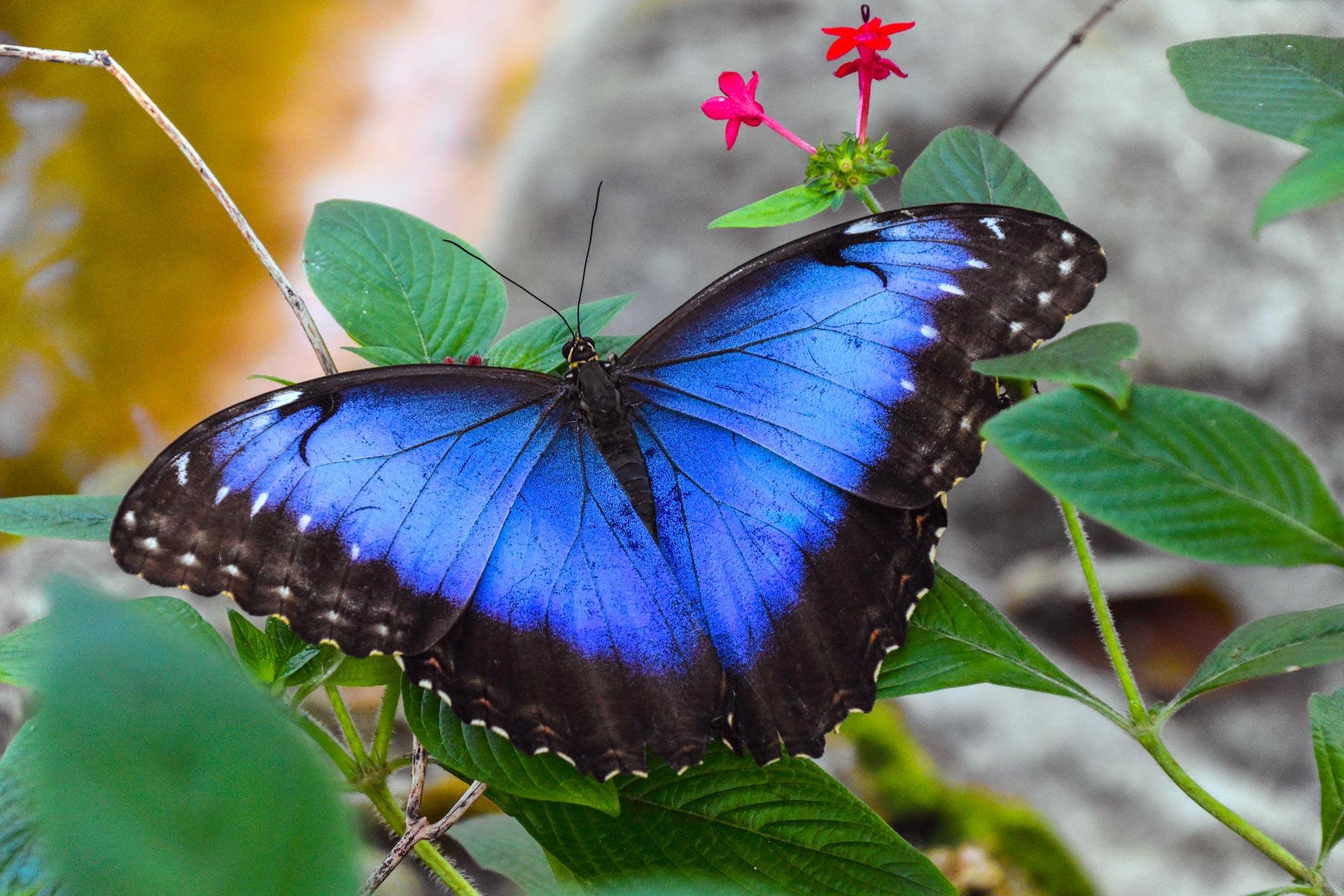 Why is the colour blue so rare in nature? | Faculty of Sciences,  Engineering and Technology | University of Adelaide