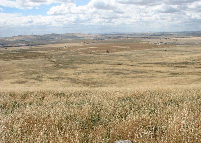 Mokota Conservation Park, a remnant grassland in the mid-north region of South Australia (approximately 160 km north of Adelaide). Photo by Greg Guerin.