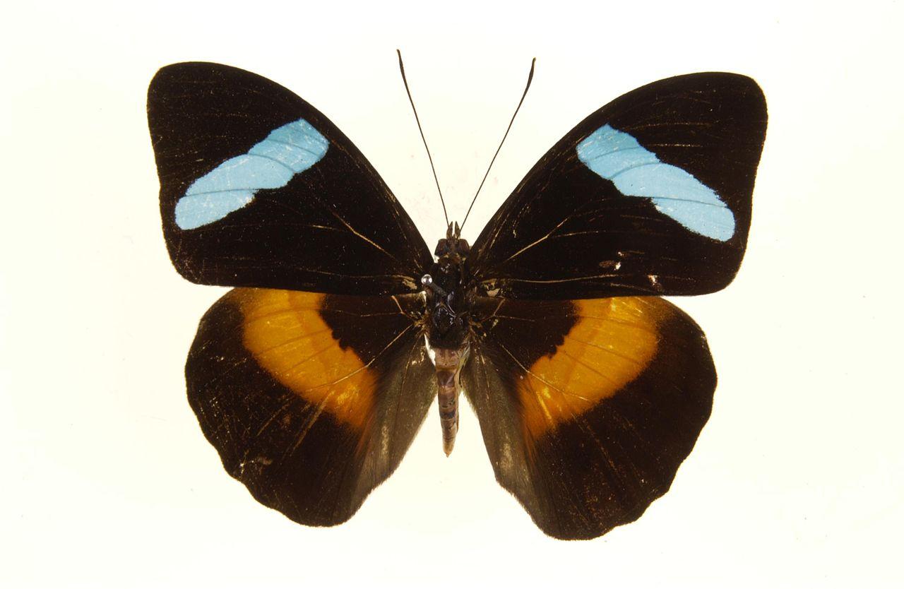 obrina olivewing butterfly