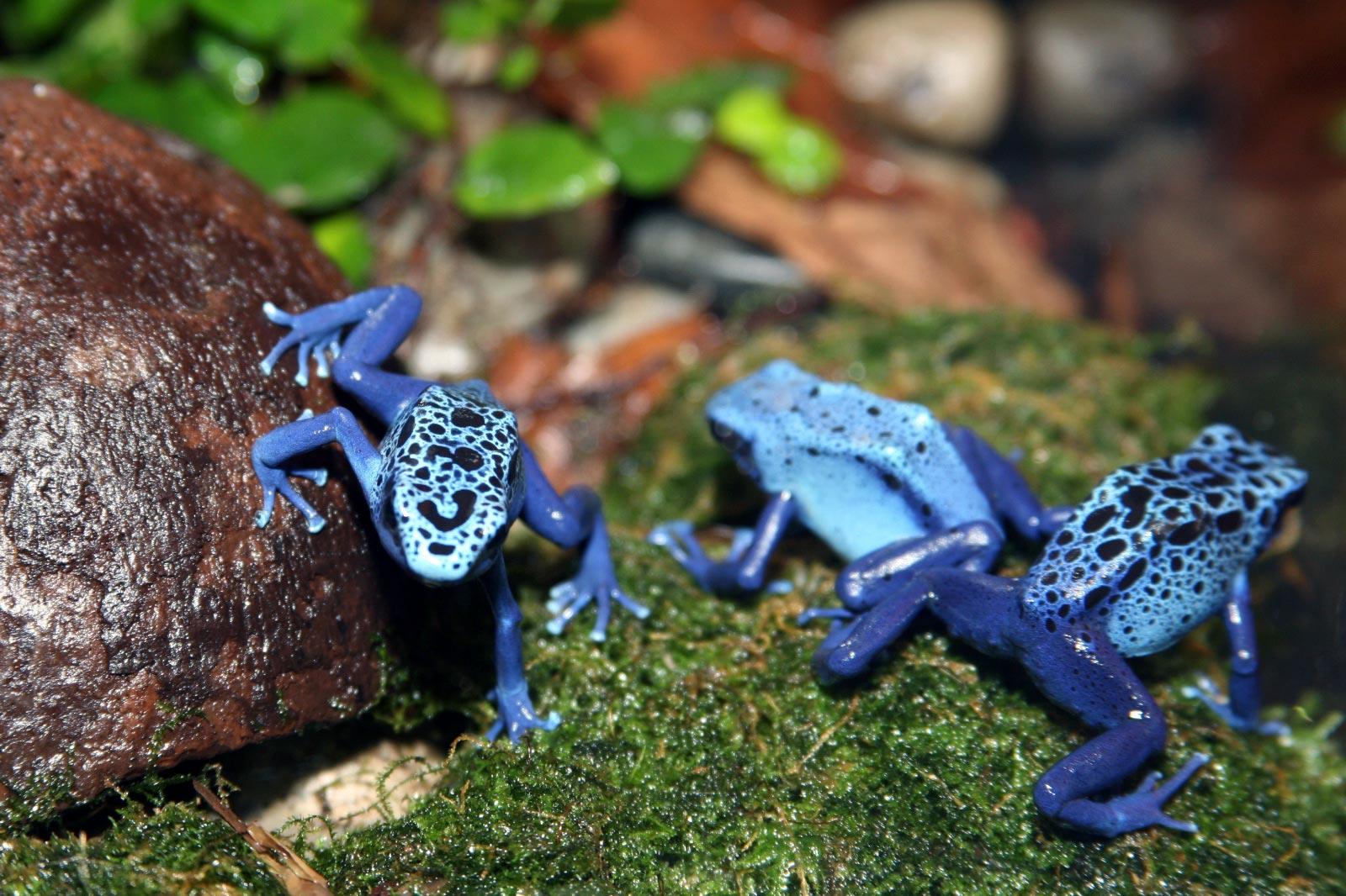 Poison dart frog