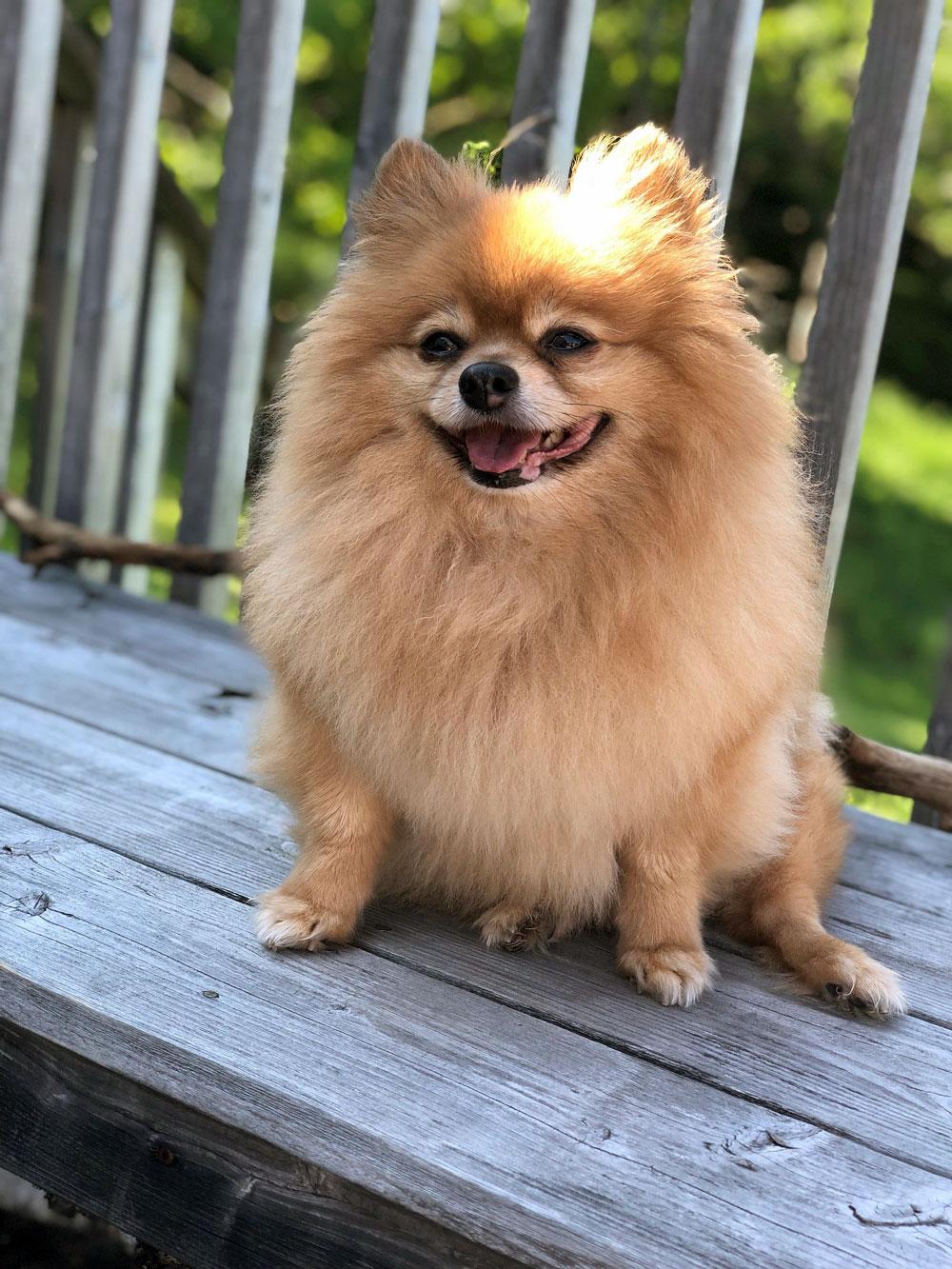 Pomeranian dog