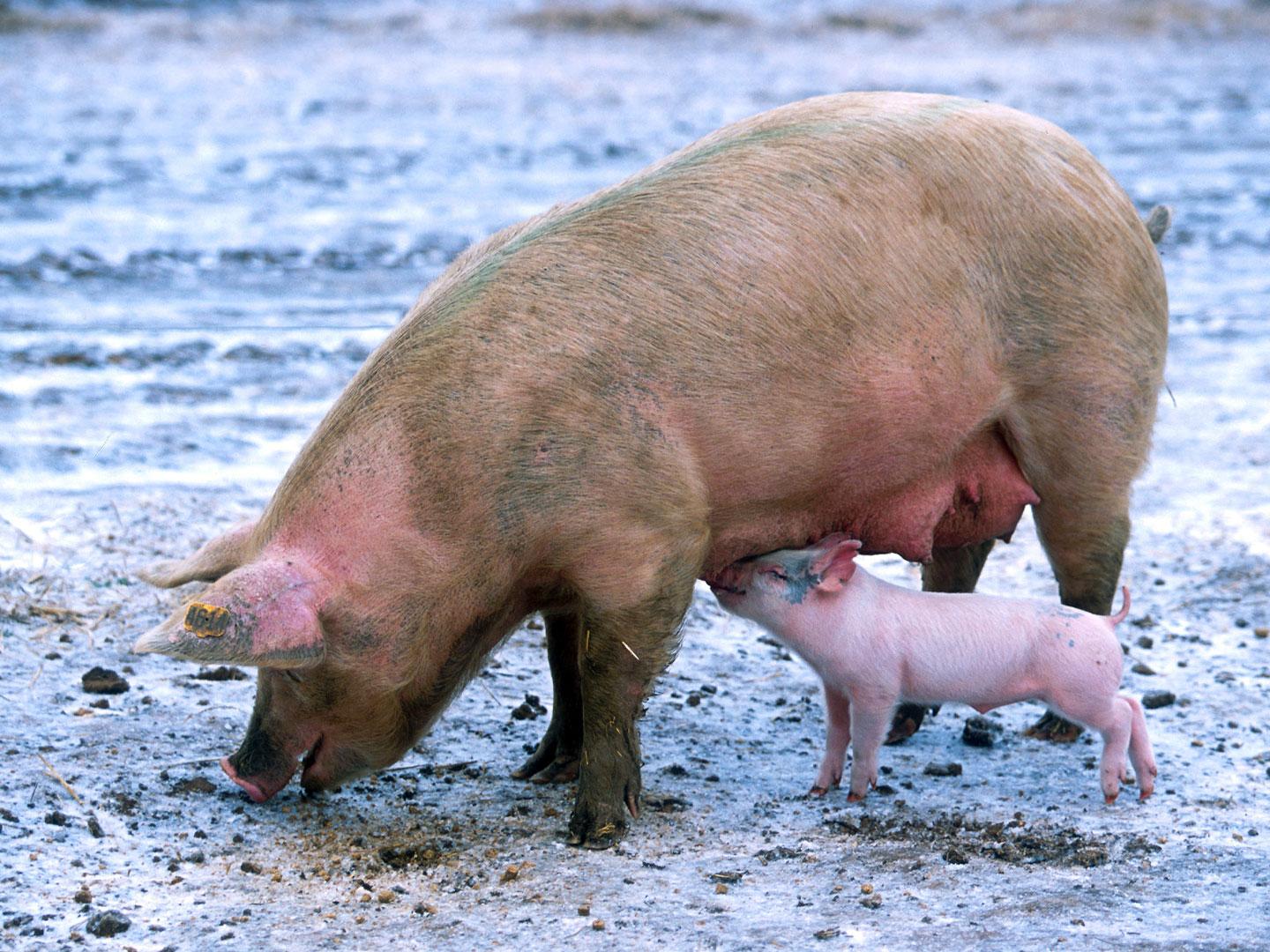 Sow piglet