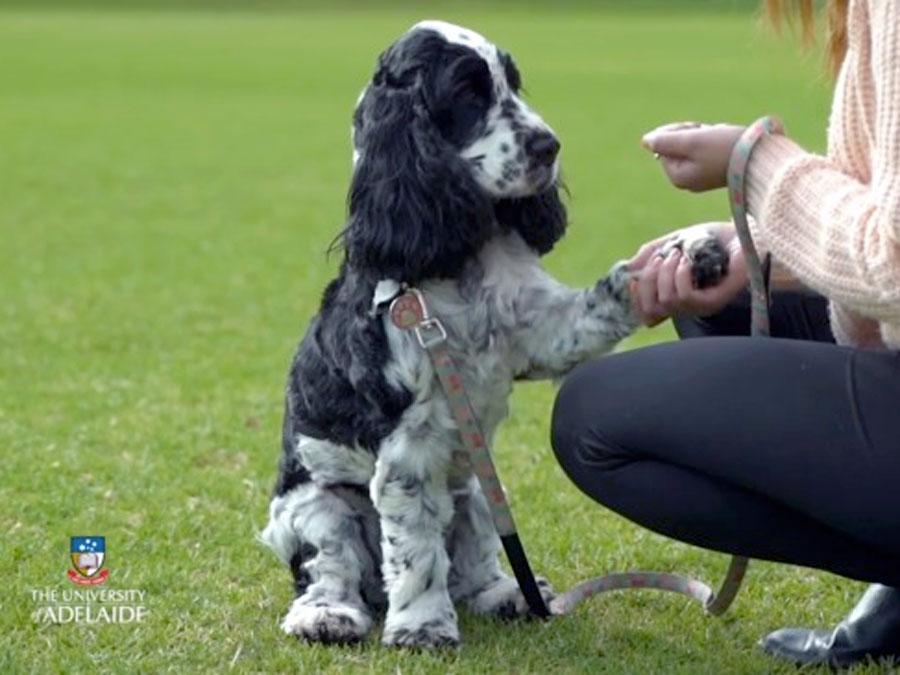 Therapy dog Roseworthy