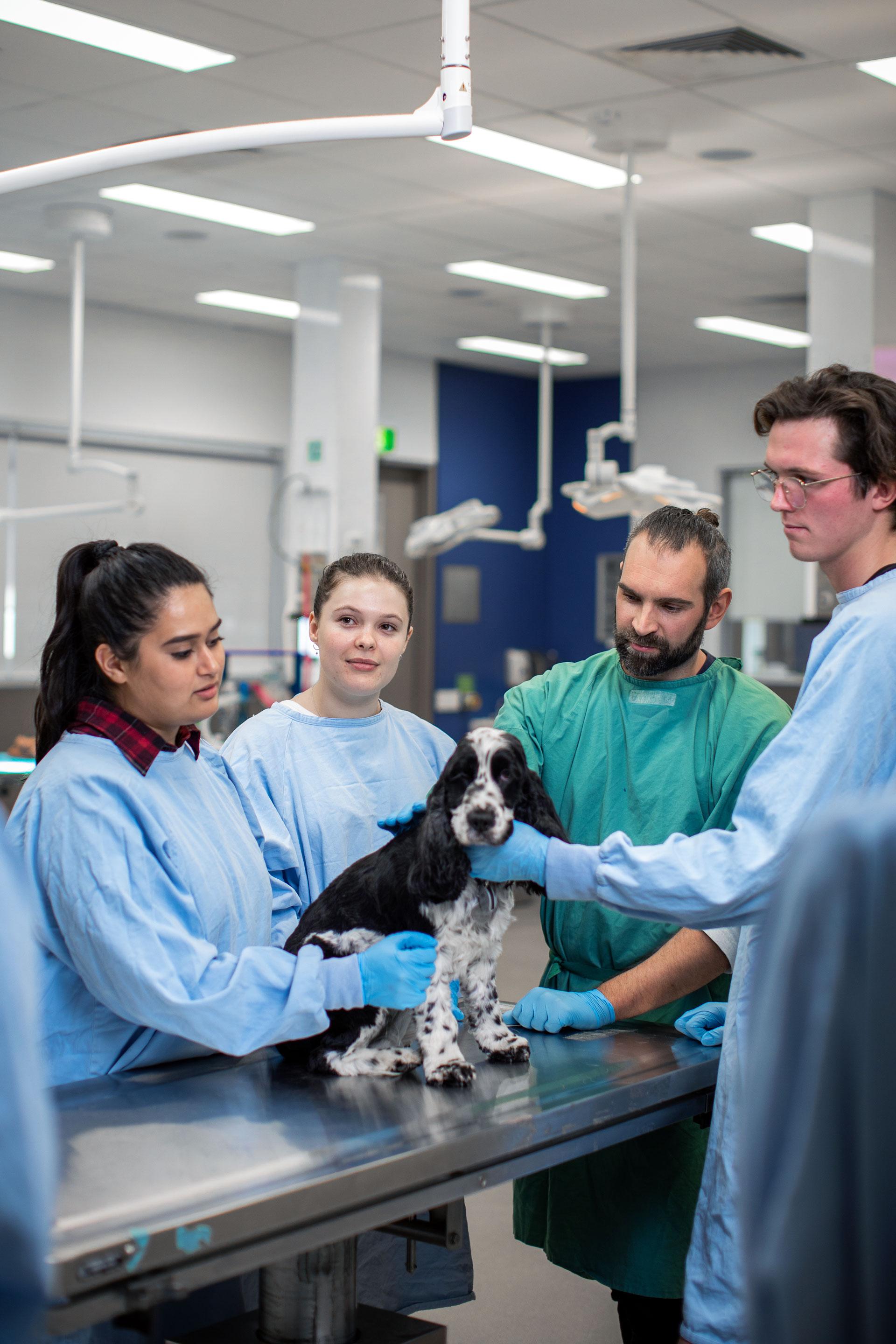 vet-nurses-vs-vet-techs-what-s-the-difference-faculty-of-sciences-engineering-and-technology-university-of-adelaide