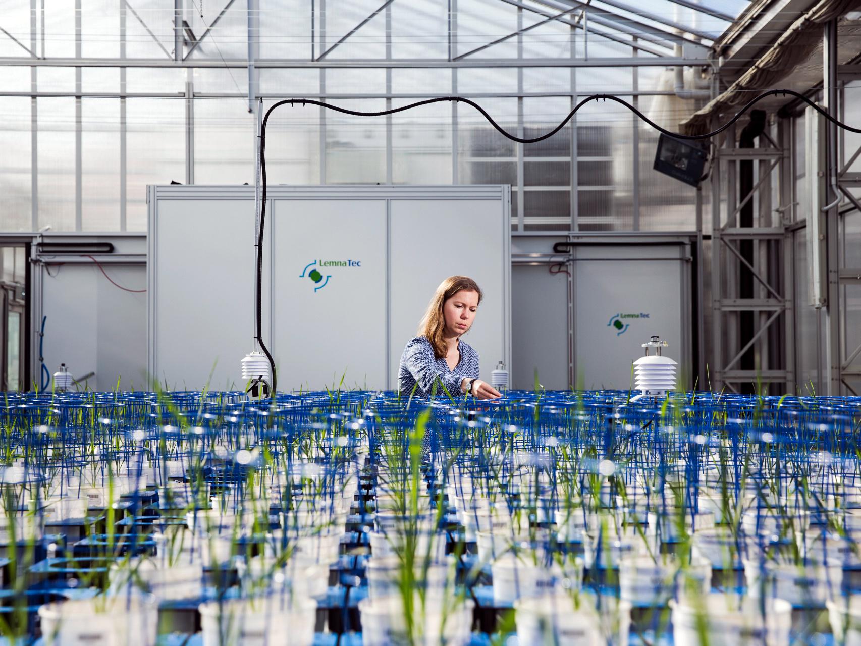 Plant Accelerator, Waite campus