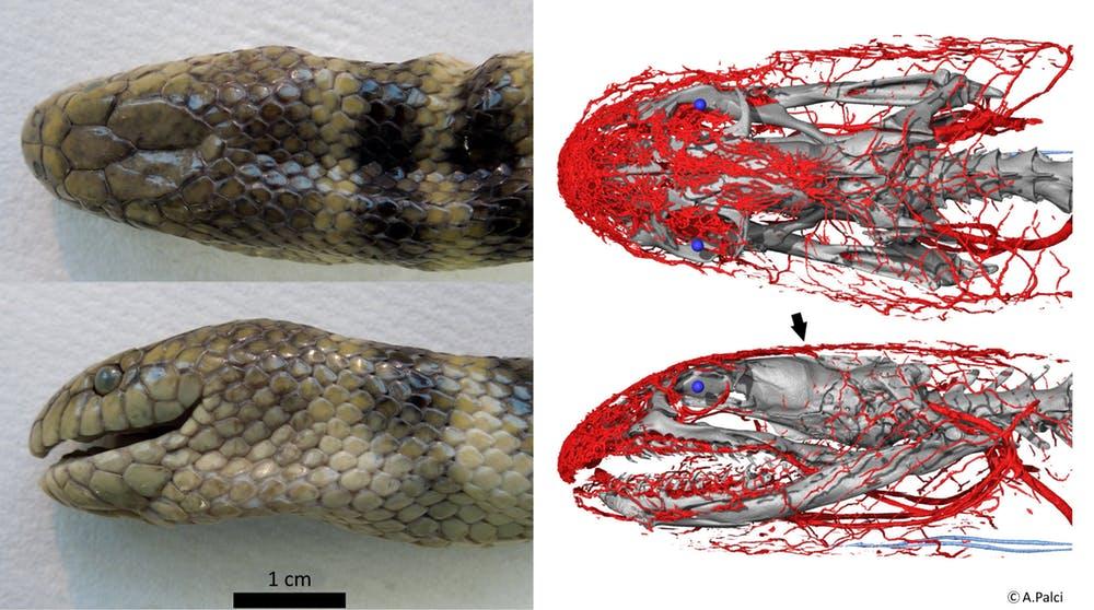 Deep breath: this sea snake gathers oxygen through its forehead