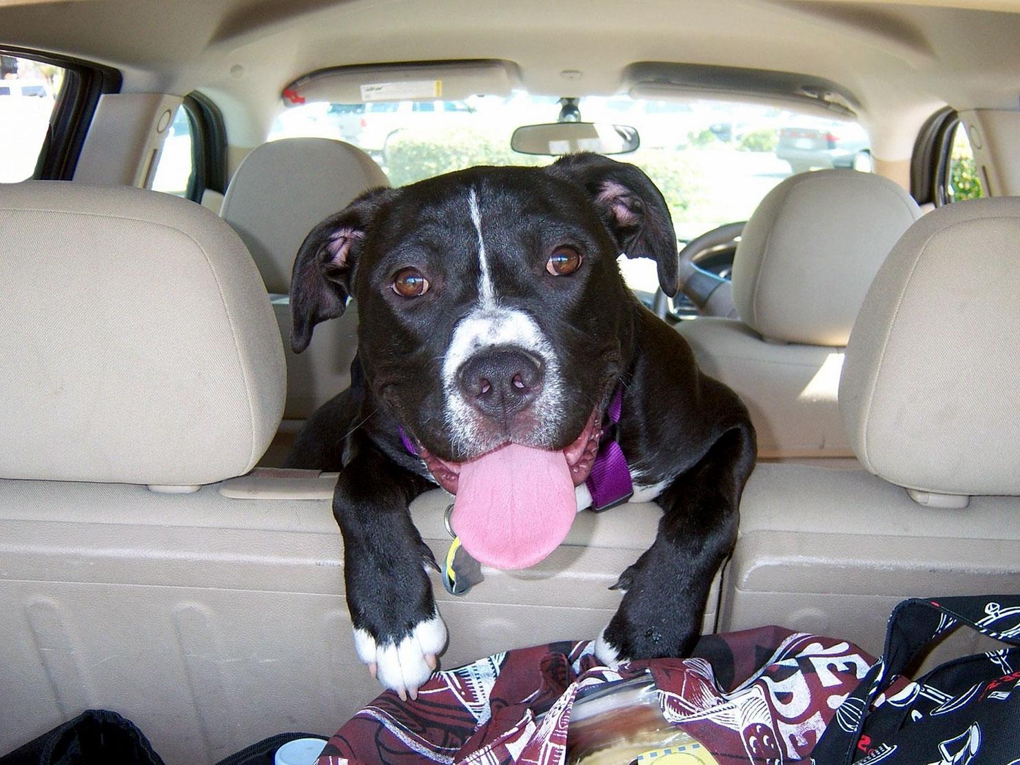 Restrained or unrestrained Dogs travelling in cars set for a ‘ruff