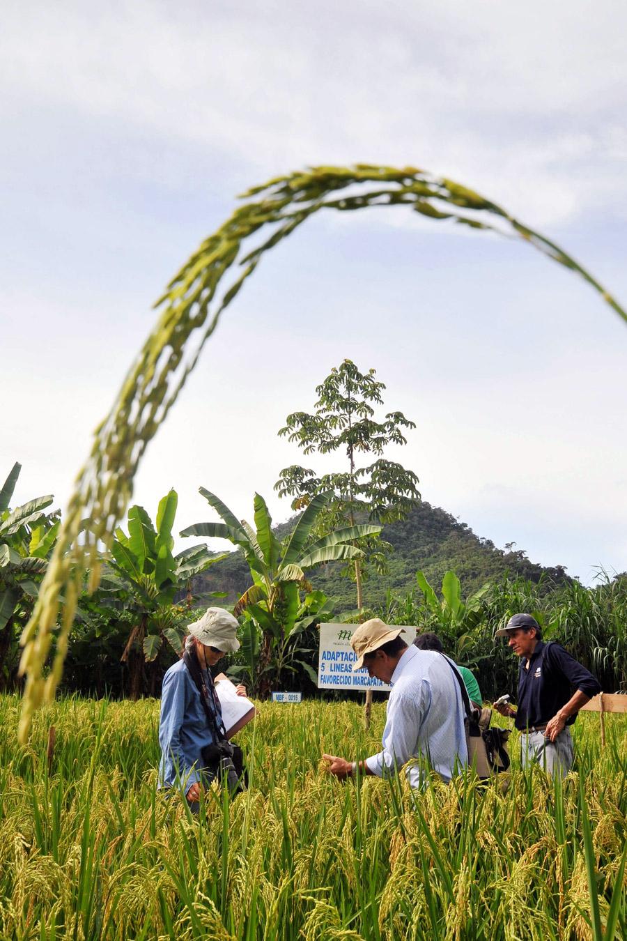 International agriculture - Rice field Bolivia