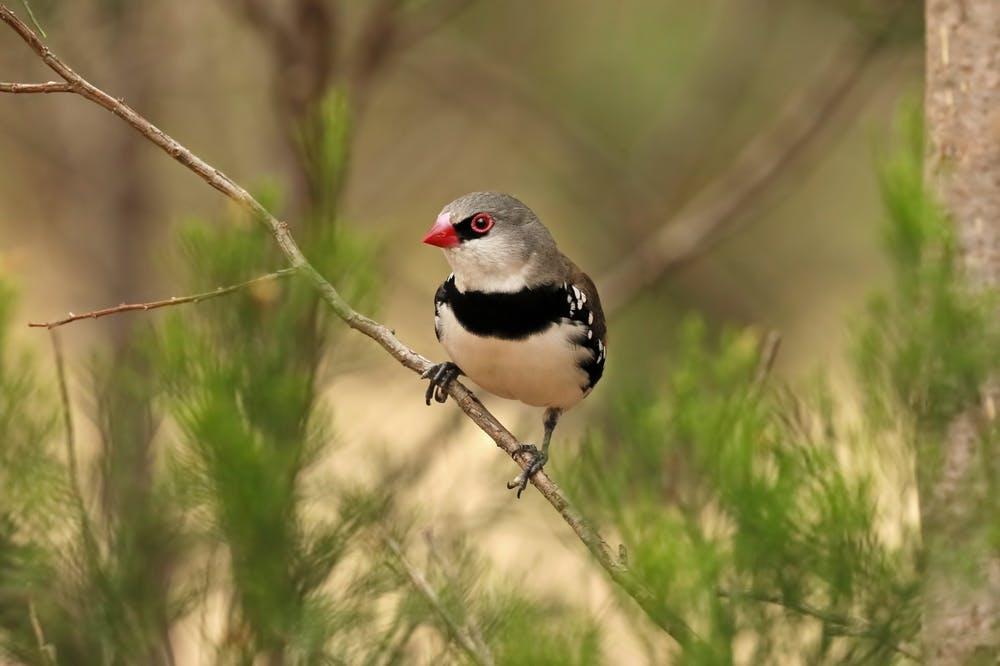 Diamond firetail - Courtesy Tom Hunt