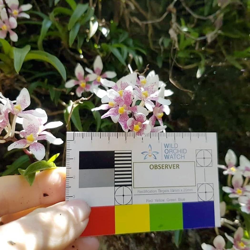 Wild Orchid Watch citizen science
