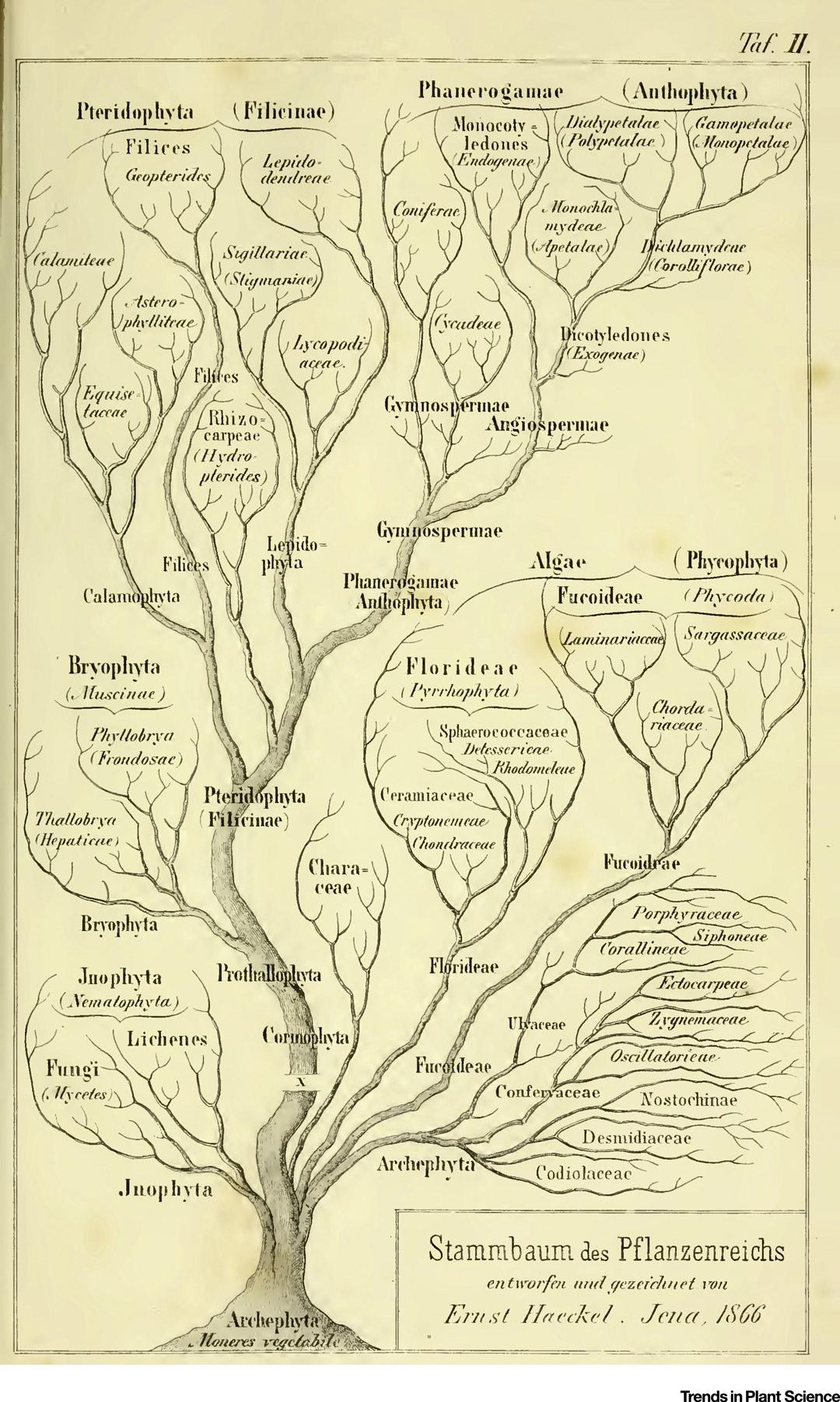 First Darwinian Phylogenetic Tree of Plants