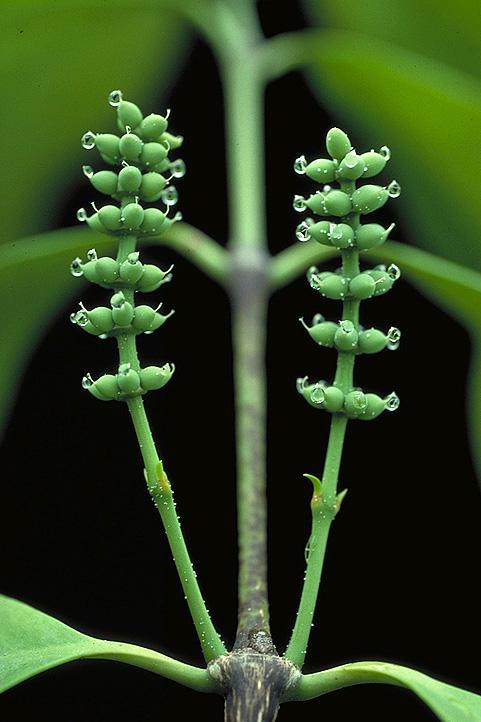 Gnetum gnemon (Nature)