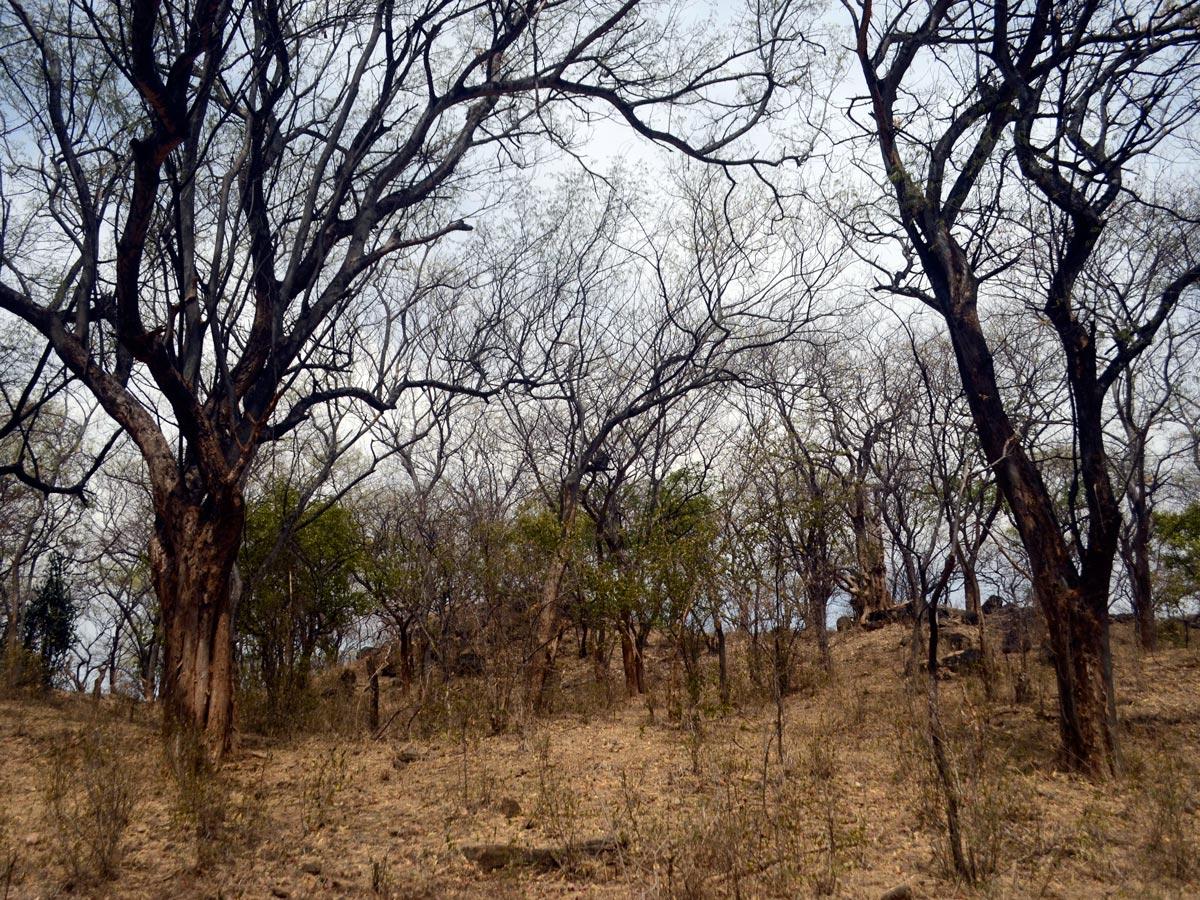 Dry deciduous forest in near Aziyar, Anaimalai Tiger Reserve