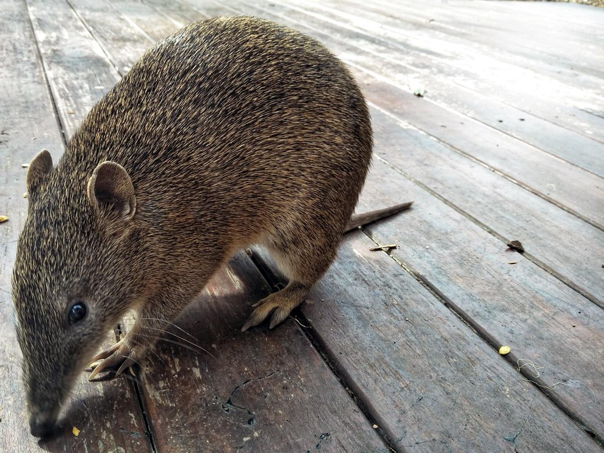 Bandicoot visiting researcher Jasmin Packer's Hideyhole in the Adelaide Hills