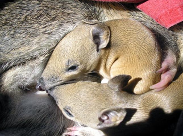 Young bandicoots in pouch - courtesy Jasmin Packer