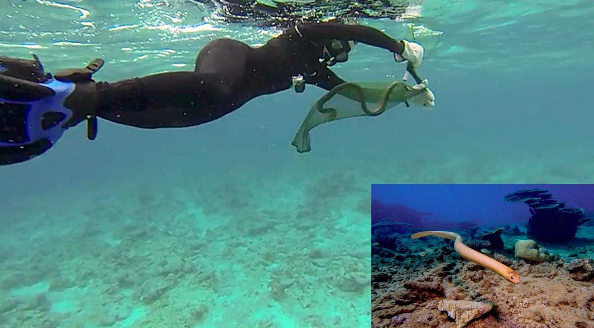 Dr Kate Sanders during her field research. Inset: an olive sea snake (Aipysurus laevis) at Scott Reef in the Timor Sea