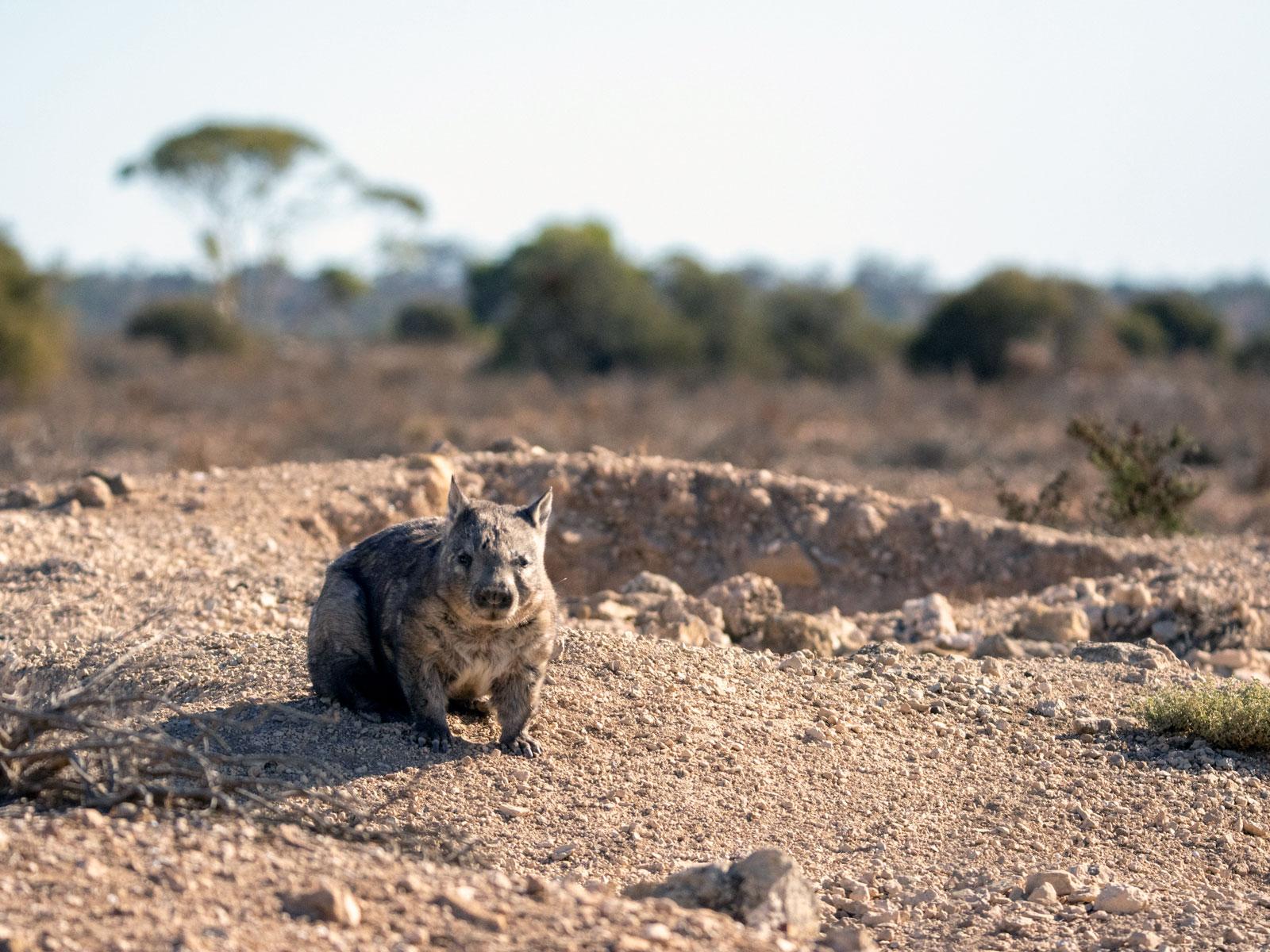 Wombat photo - Raphael Eisenhofer