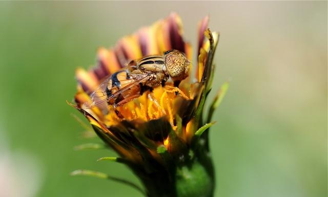 A flower fly. Scientists need help form the public to track insect numbers. Denis Anderson/CSIRO