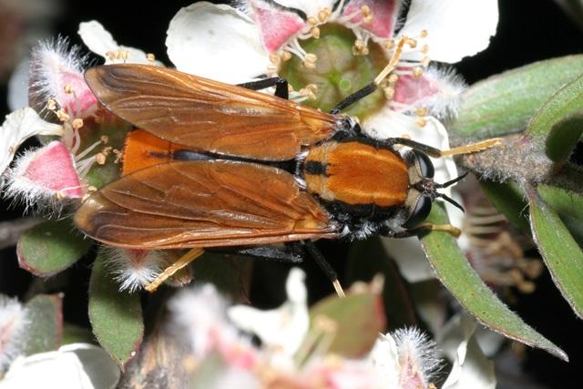 A Pelecorhynchid fly. Studies suggest insect populations are declining, but data in Australia is scarce. CSIRO Entomology
