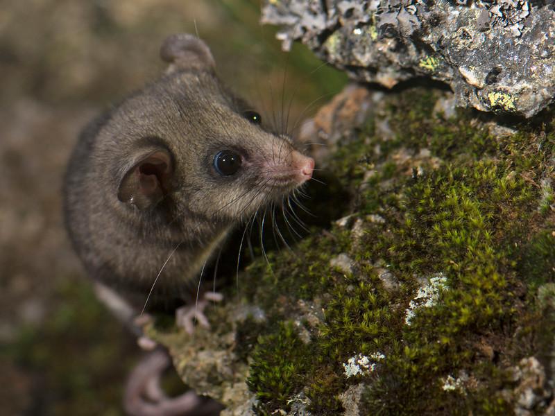 Mountain pygmy possums feed on bogong moths. Tim Bawden