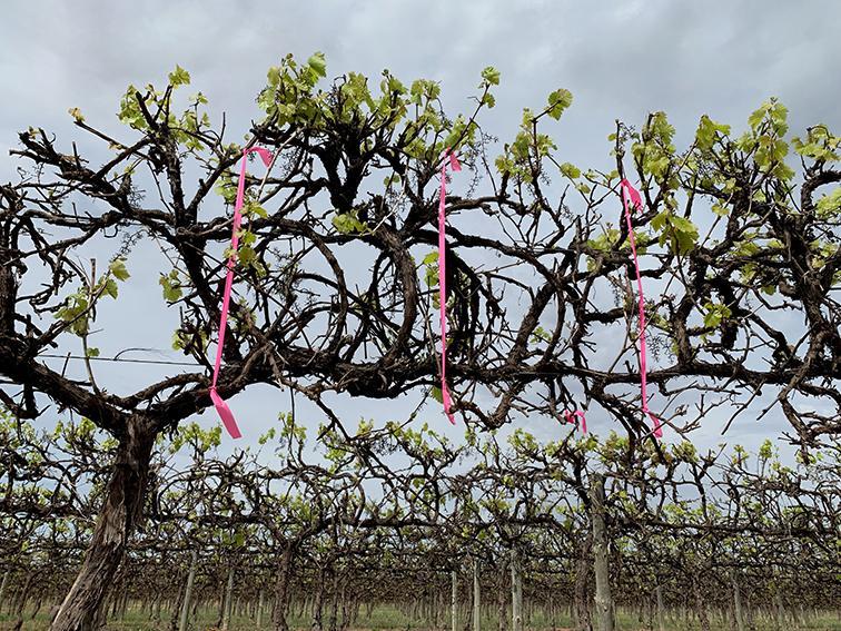 Digital technology to transform vineyard management
