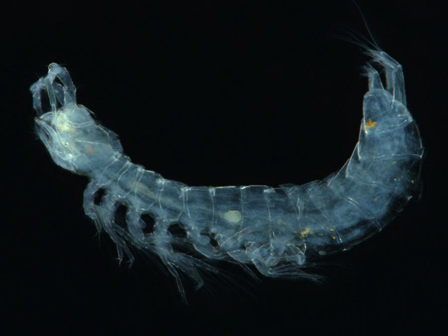 A tiny (0.7 mm long) crustacean from the family Parabathynellidae found in groundwater aquifers in the Pilbara region of Western Australia (Image by Kym Abrams)
