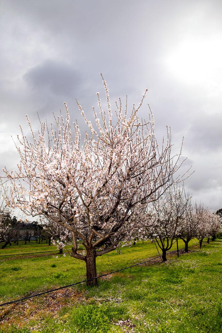 Self-fertile Almond Varieties Create Buzz Ahead Of Harvest | Faculty Of ...