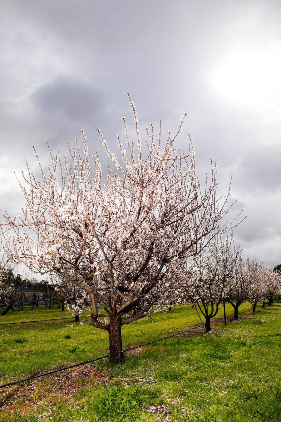 Almond trees