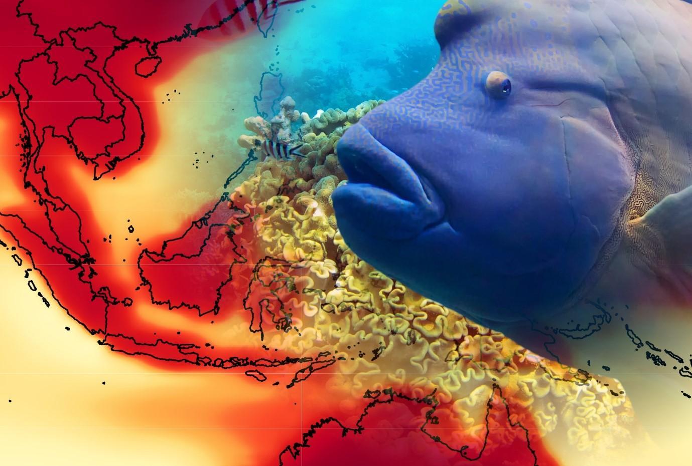 Forecast warming threatens species in biodiversity rich regions, including the Indo–Pacific