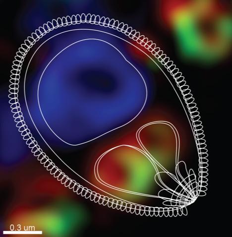 Malaria Biology