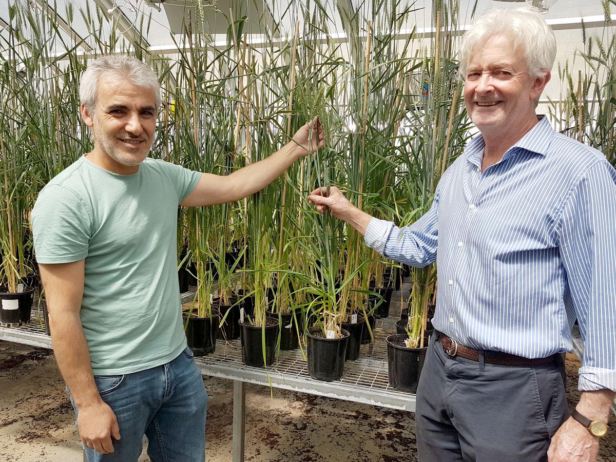 Salt tolerant wheat