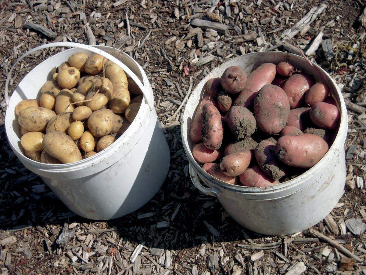 Potatoes