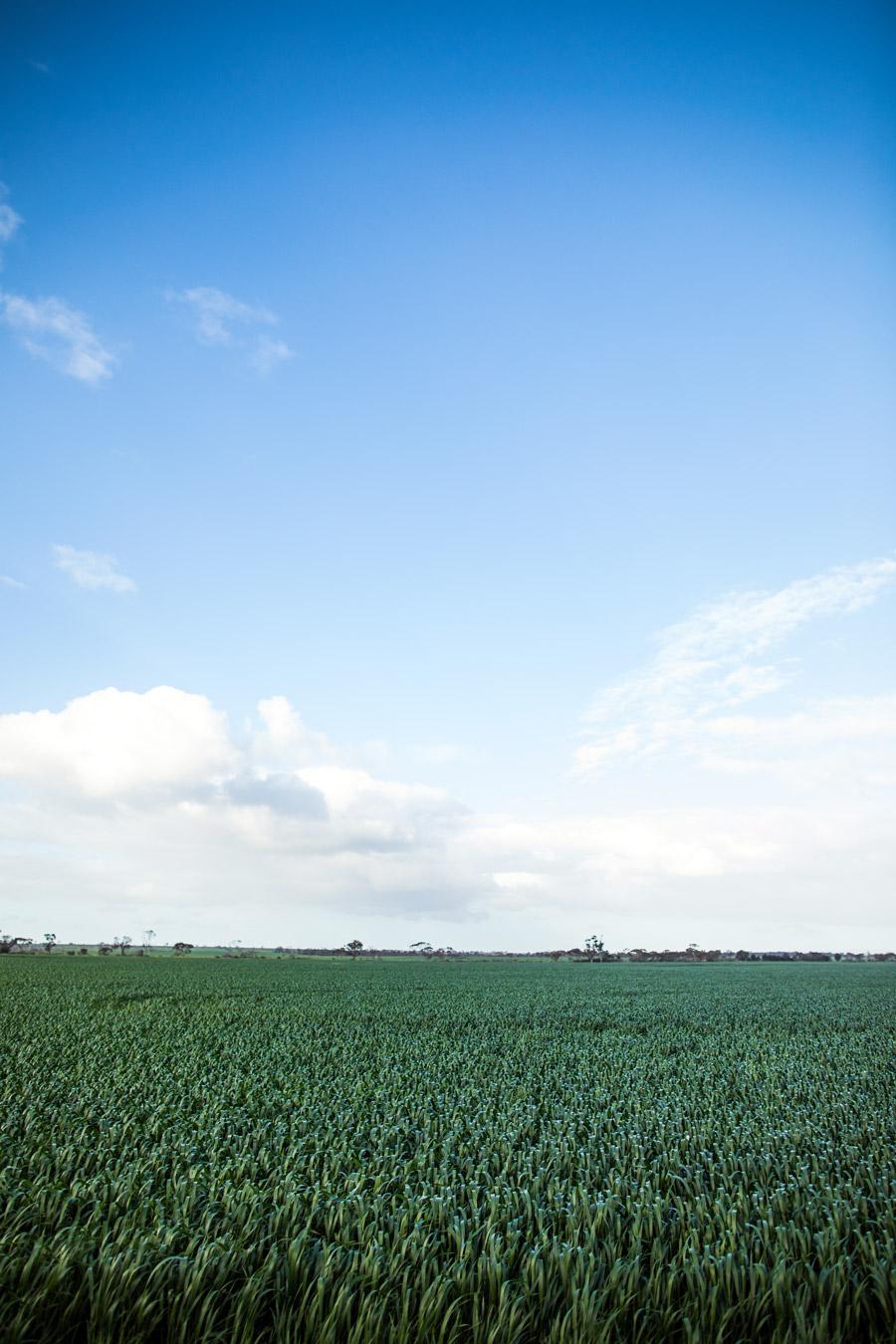 Roseworthy wheat crop