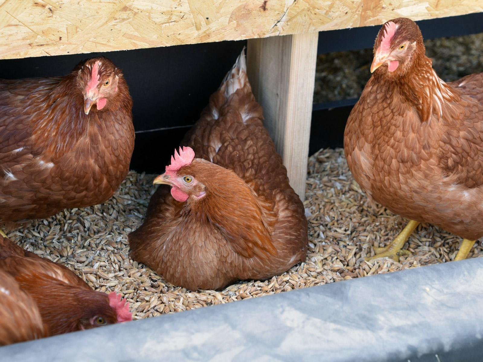 Chicken laying