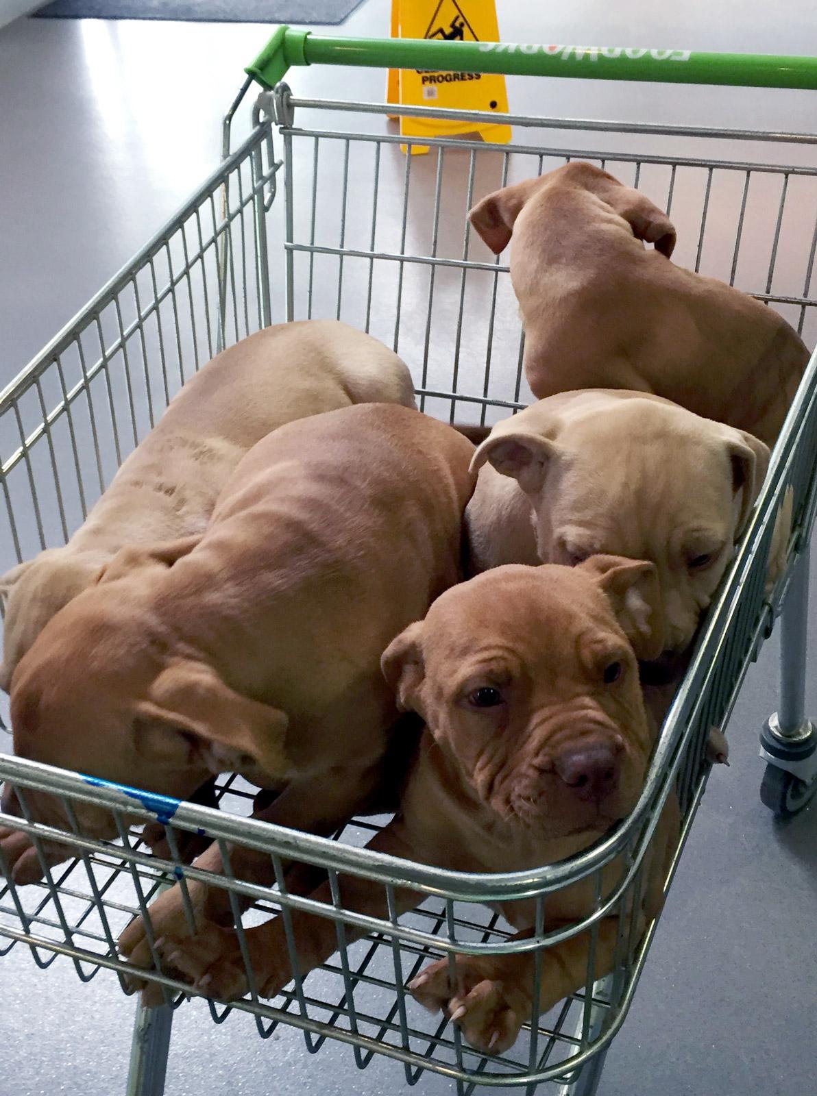 Puppies in trolley