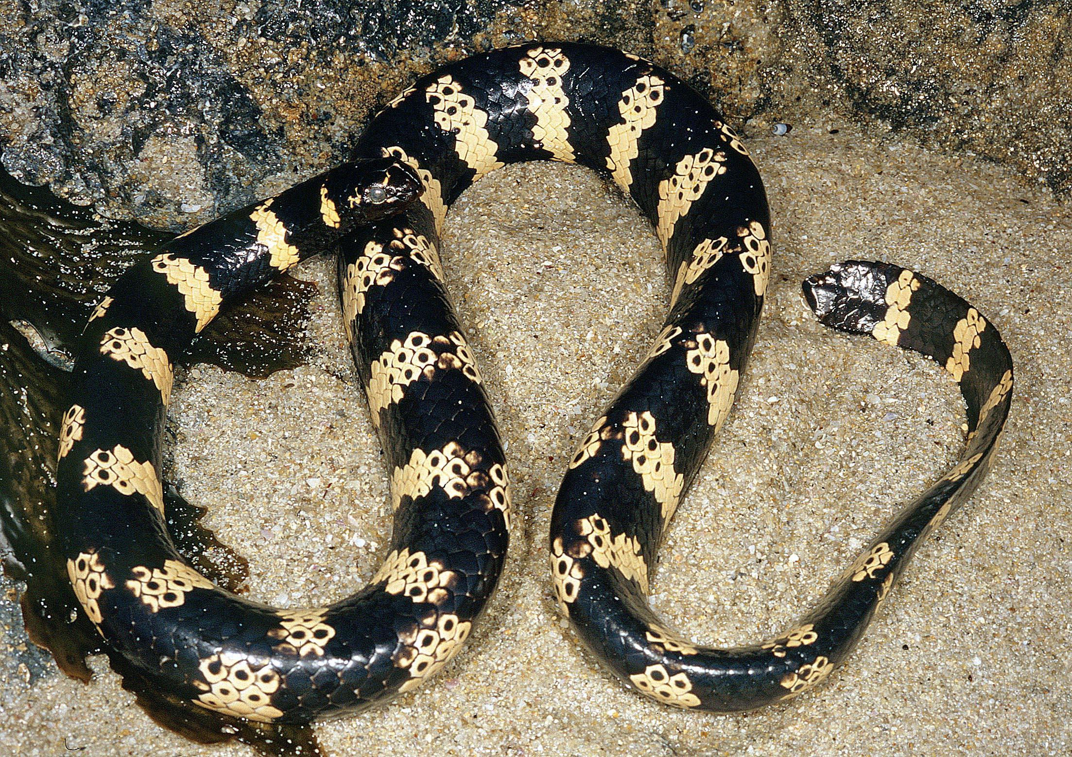 Emydocephalus orarius, or the Western Turtle-headed Sea Snake